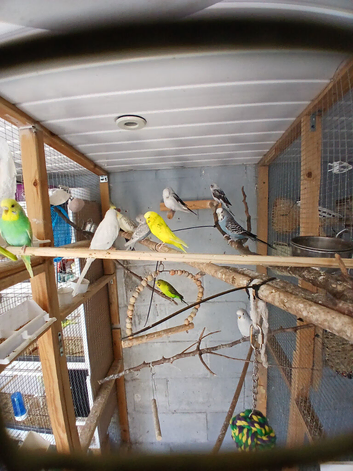 Budgies for sale