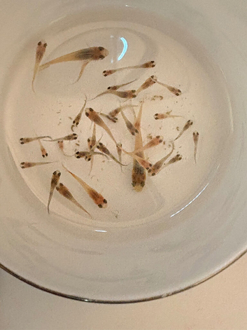 Healthy Guppy Fry-Homebred, Mixed Colours