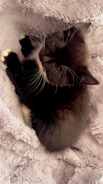 **RARE MIX** Siberian mixed tuxedo