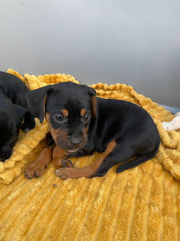 Beautiful litter looking for there forever homes