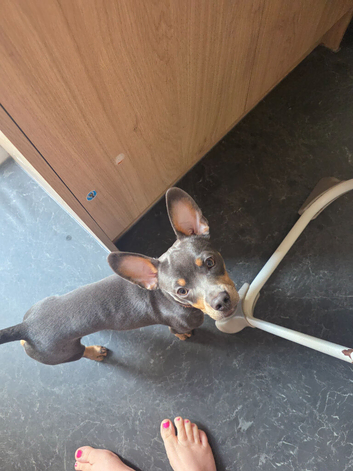 Miniature Dachshund X Frenchie