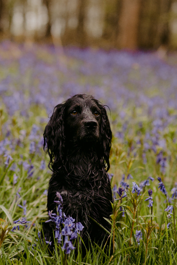 cocker stud dog