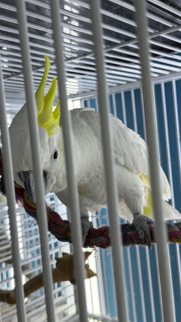 Male sulphur crested cockatoo