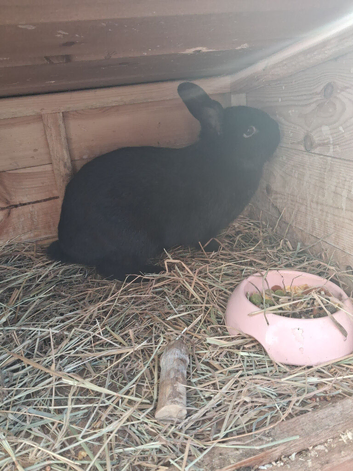 Rabbit n hut