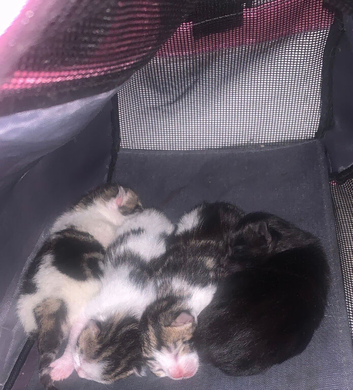 Mam car and 4 kittens