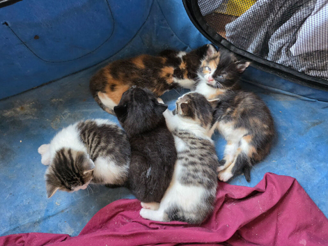 Litter of 5 kittens looking for forever homes