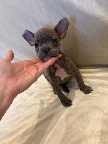 *READY NOW* Bully x frenchie