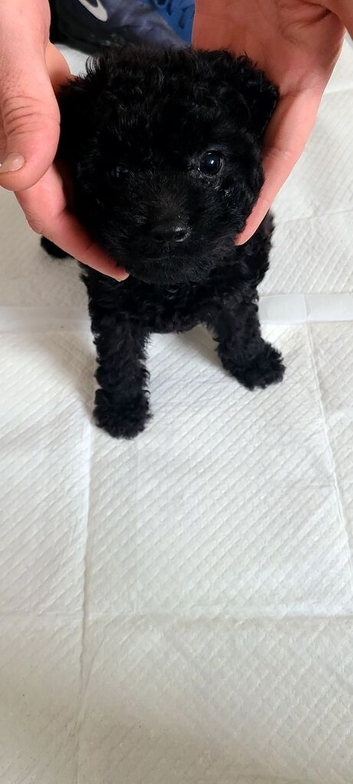 Cockapoo