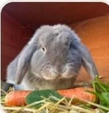 Miny lop boy and girl