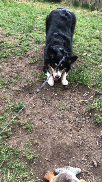 Tri colour border collie