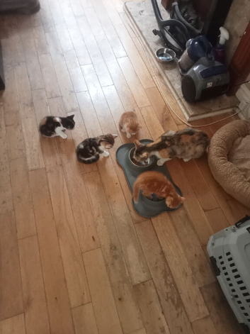 Mum and kitten looking for a nice family