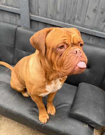 Dogue de Bordeaux girl
