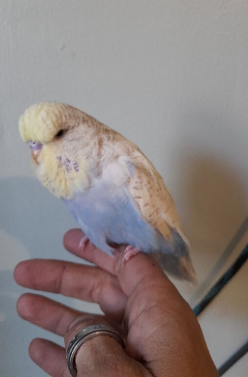 Quaker and budgie must go together