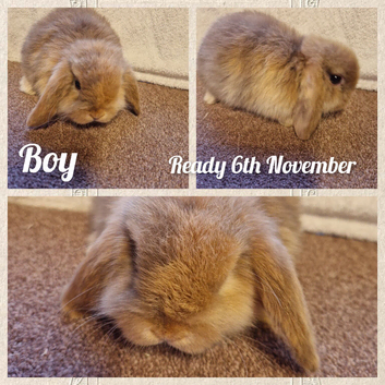 Mini lop kits to reserve.vetchecked&vaccinated