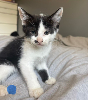 6 playful kittens