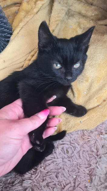 Kitten