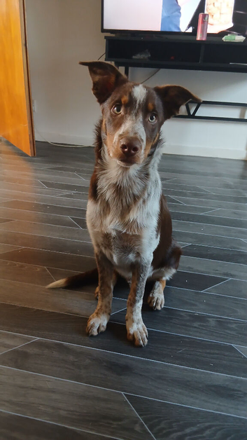 Border Collie