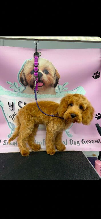 4 months old puppy cockapoo
