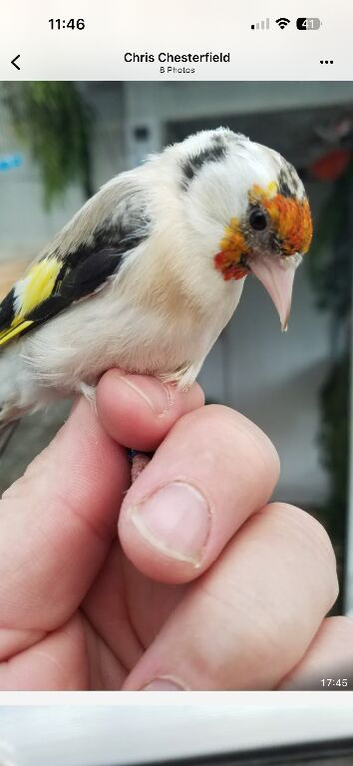 Siberian goldfinch
