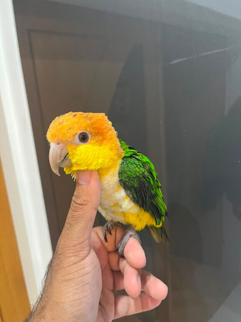 HandReared Friendly Super Tame Cuddly Caique Parrot,10