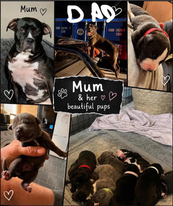 Staffordshire bull terrier x presacanario