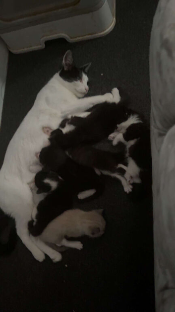 6 x kittens for sale