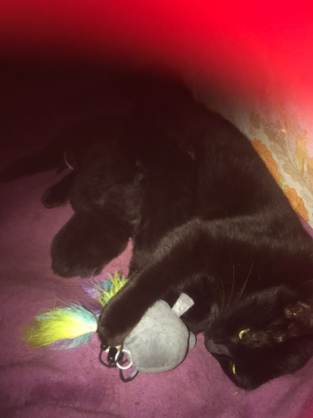 Kittens forsale ready now
