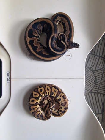 Royal pythons for sale