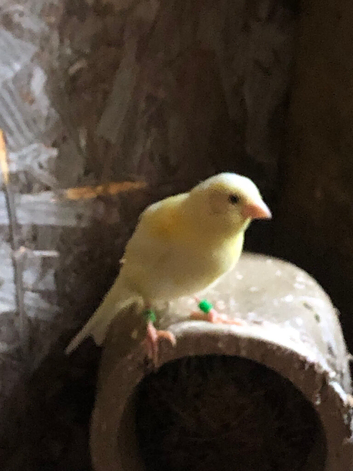 Two female canary