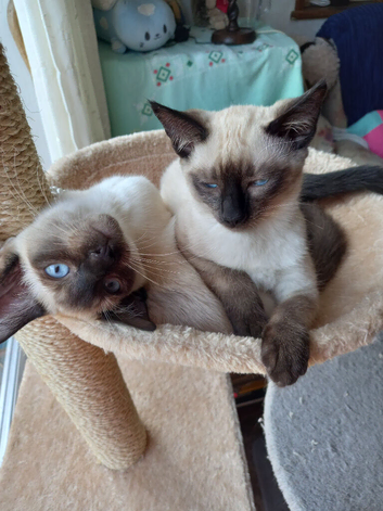 Siamese X Ragamese,  female kittens. Ready to go.