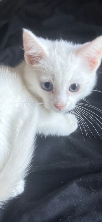 RARE ODD EYE Ragdoll x ragdoll bsh pure white boy 8 wjs