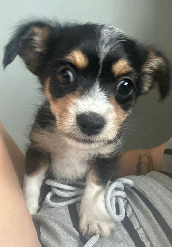 Last little boy