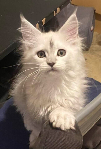 Beautiful Silver Shaded kittens, TICA Reg