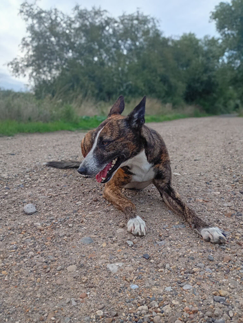 Belgium Shepard cross lurcher