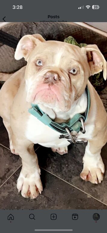 Rear English bulldog