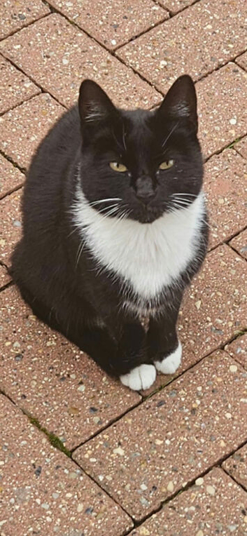 Cat for adaptions