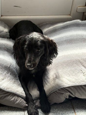 Male Sprocker