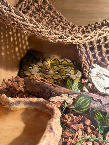 Reticulated Python