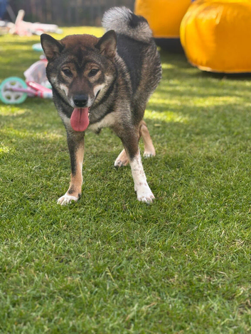 Japanese Shiba inu