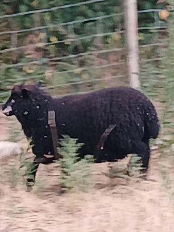 3x coloured ryeland ewes lambs