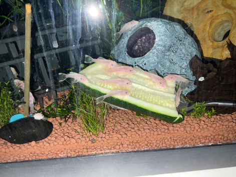 Snow White ancistrus Pleco approx 4cm