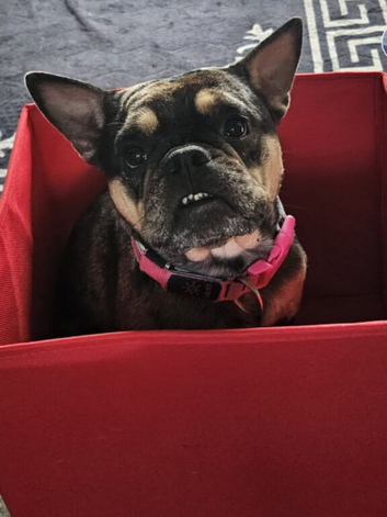Female frenchie for rehoming