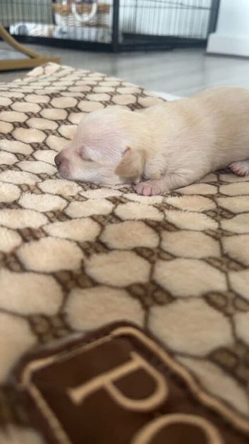 &ldquo;Purebred Chihuahua Puppies &ndash; 3 Girls