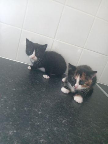 One male one female