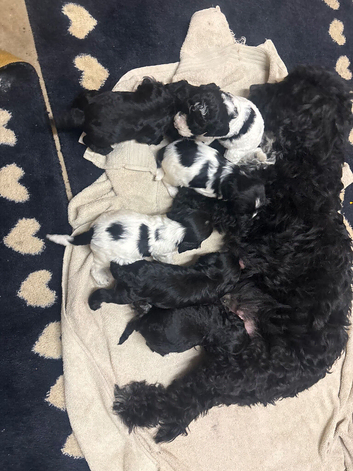 5 adorable cockatoo puppies