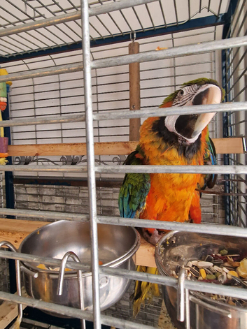 Harlequin  macaw