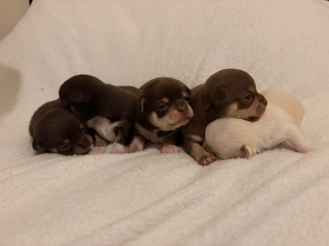 Apple head Chihuahua puppies
