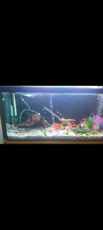 Guppies