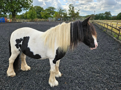 12. 1 Mini Cob Mare