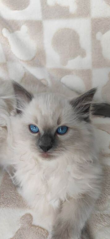 Beautiful ragdoll kittens